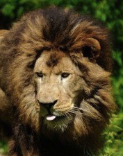 nero le lion,parc zoologique,zoo de vincennes